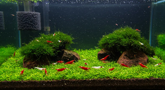 Neocaridina shrimp in a planted aquarium with sponge filter, highlighting tank cycling process for beginners