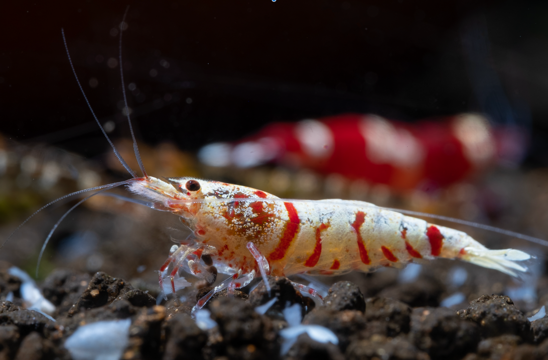 Our 3 step Guide to Successful Caridina Shrimp Breeding