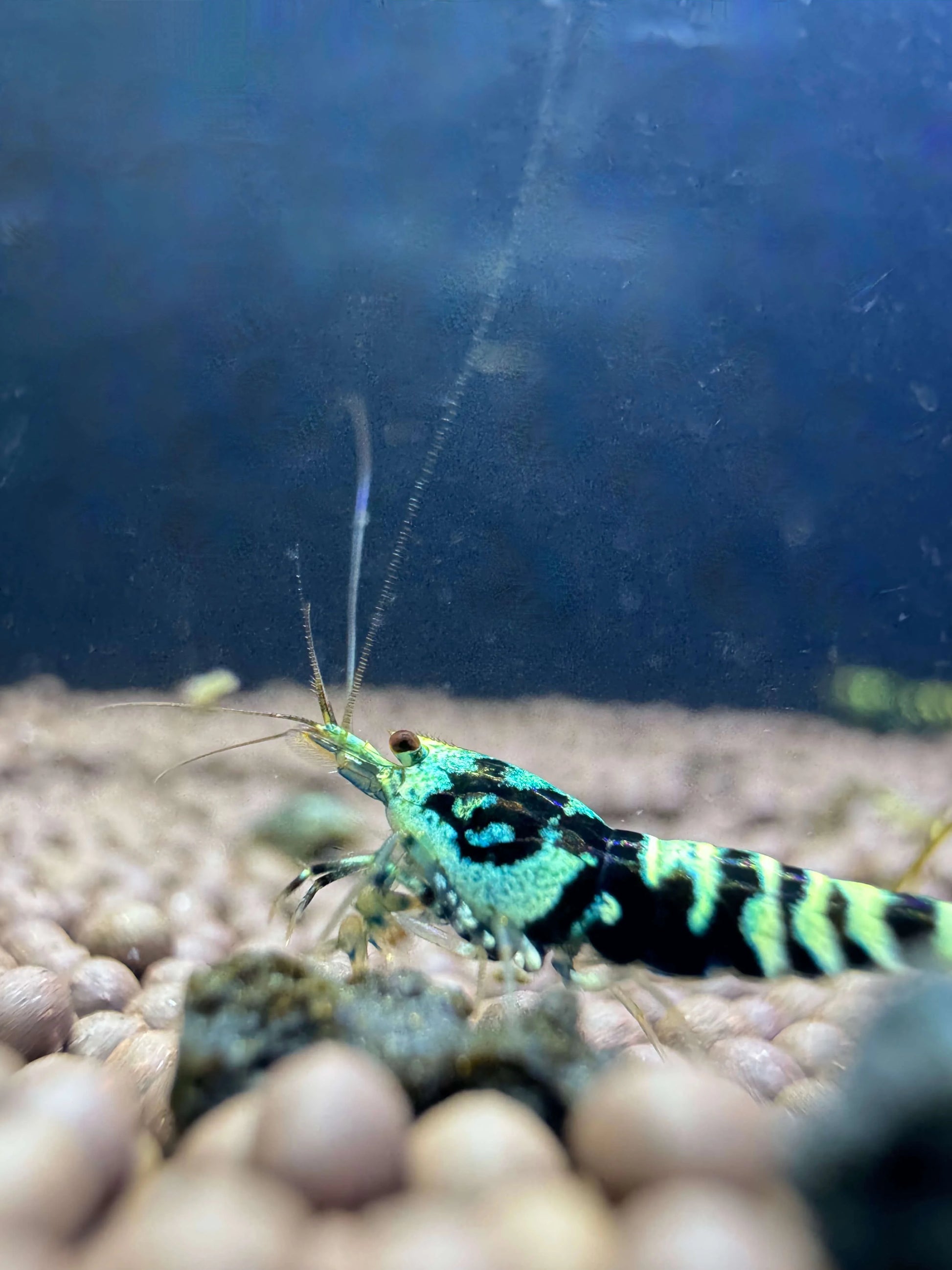 High-grade Taiwan Tiger Pinto shrimp with striking galaxy spots and vivid blue shell