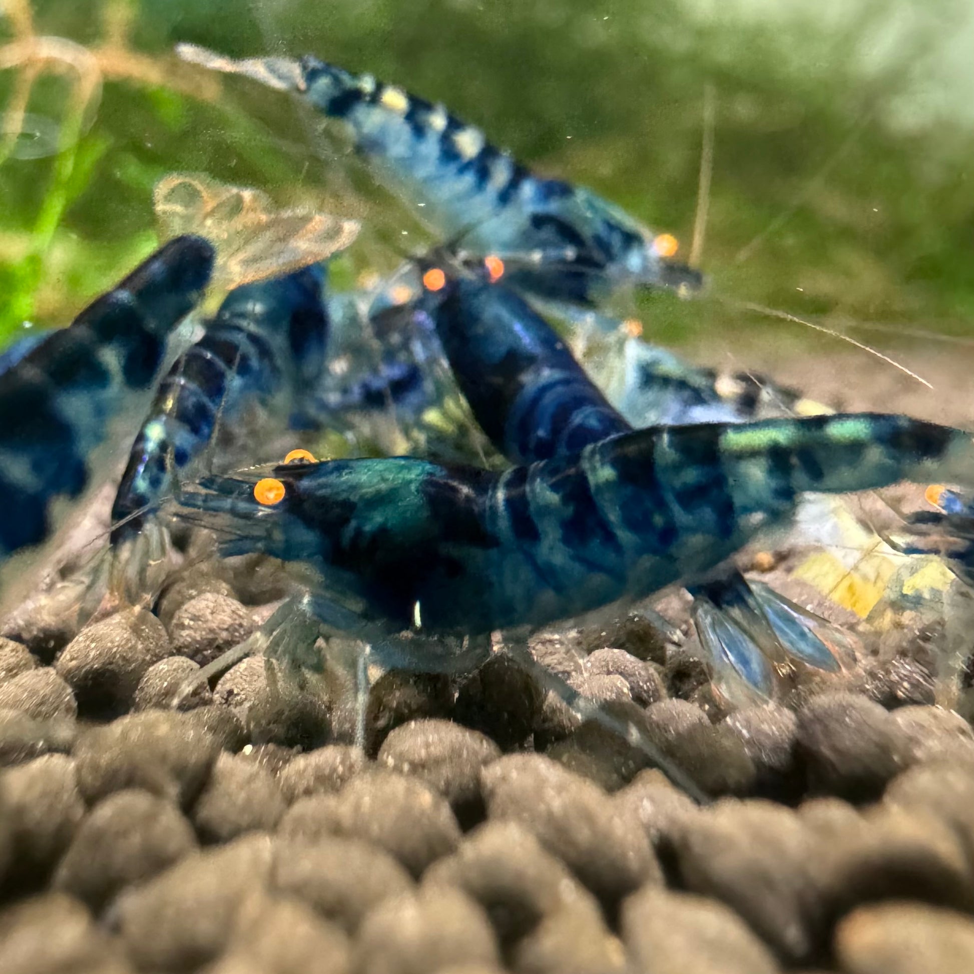 Rare Orange Eye Dragonblood Caridina cantonensis, juvenile freshwater shrimp with striking orange eyes