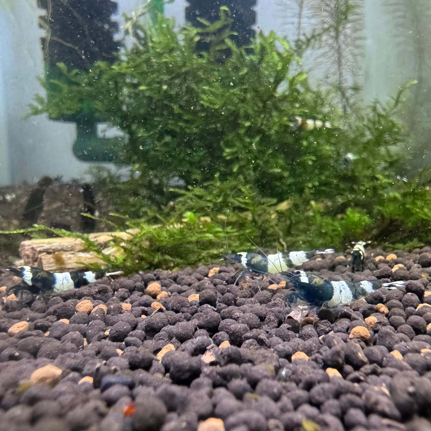 Small group of Green Panda Caridina shrimp with varying shades of green on a planted tank floor.