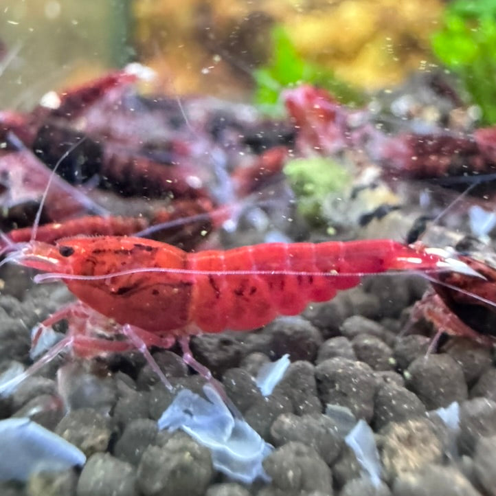Extreme Red King Kong