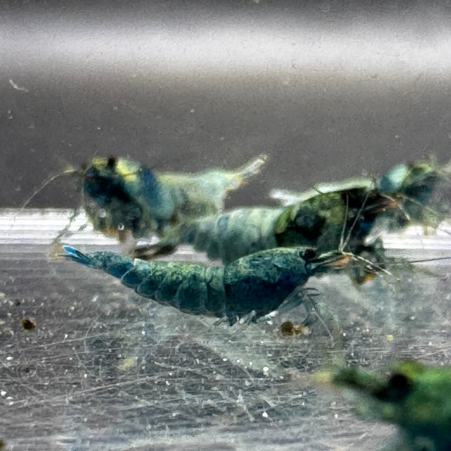 Extreme Blue Bolt Caridina Shrimp