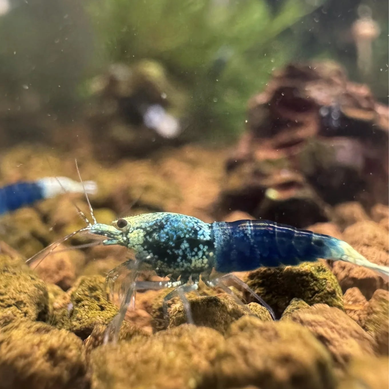 Blue ocean caridina shrimp