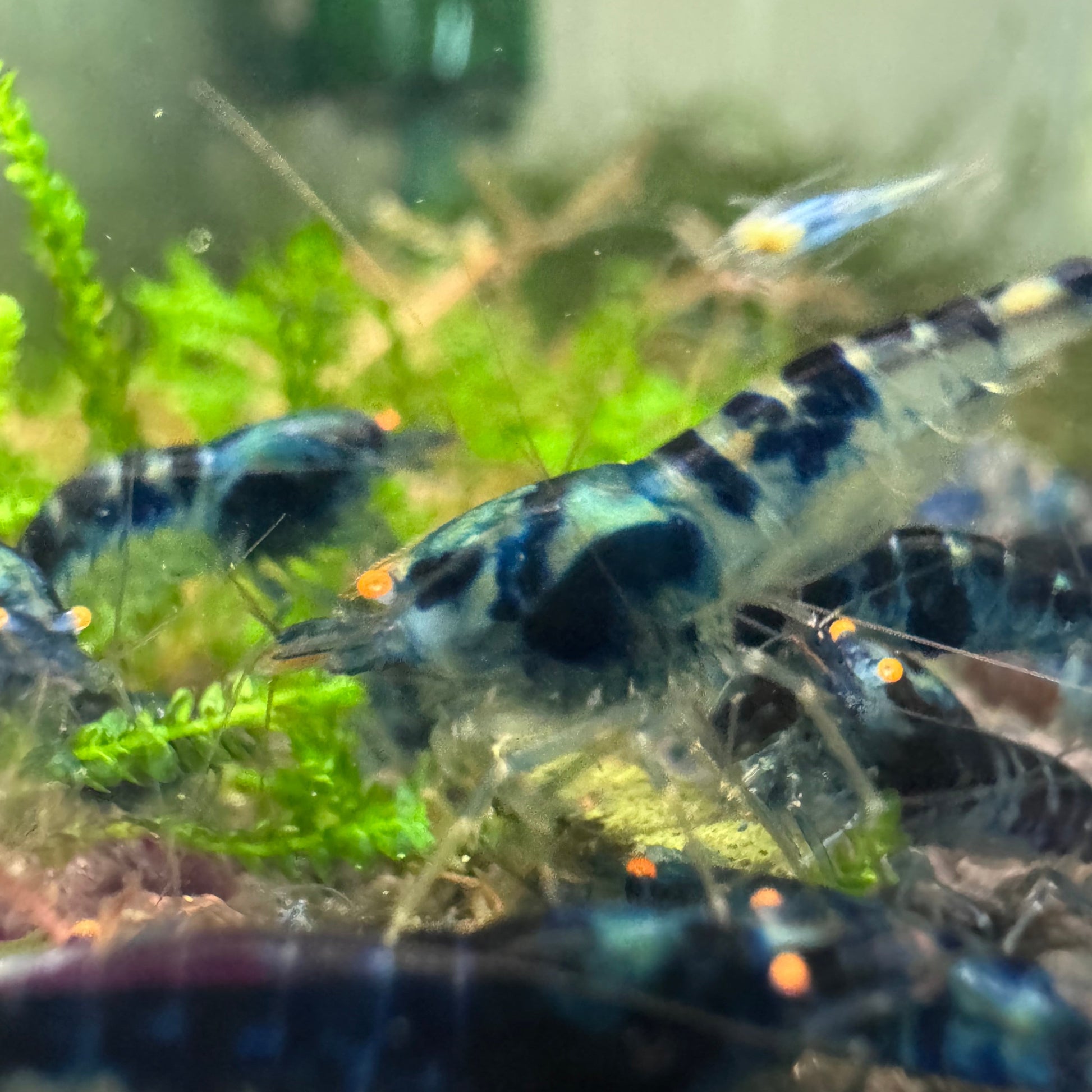 High-quality Orange Eye Dragonblood Caridina shrimp, rare and hard-to-find freshwater shrimp for advanced collectors