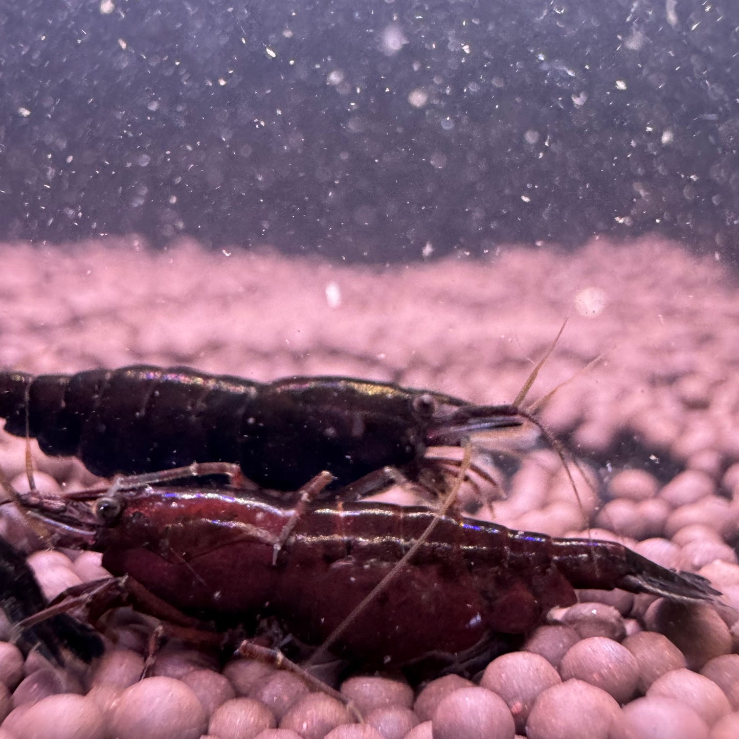 Red Onyx Neocaridina Shrimp