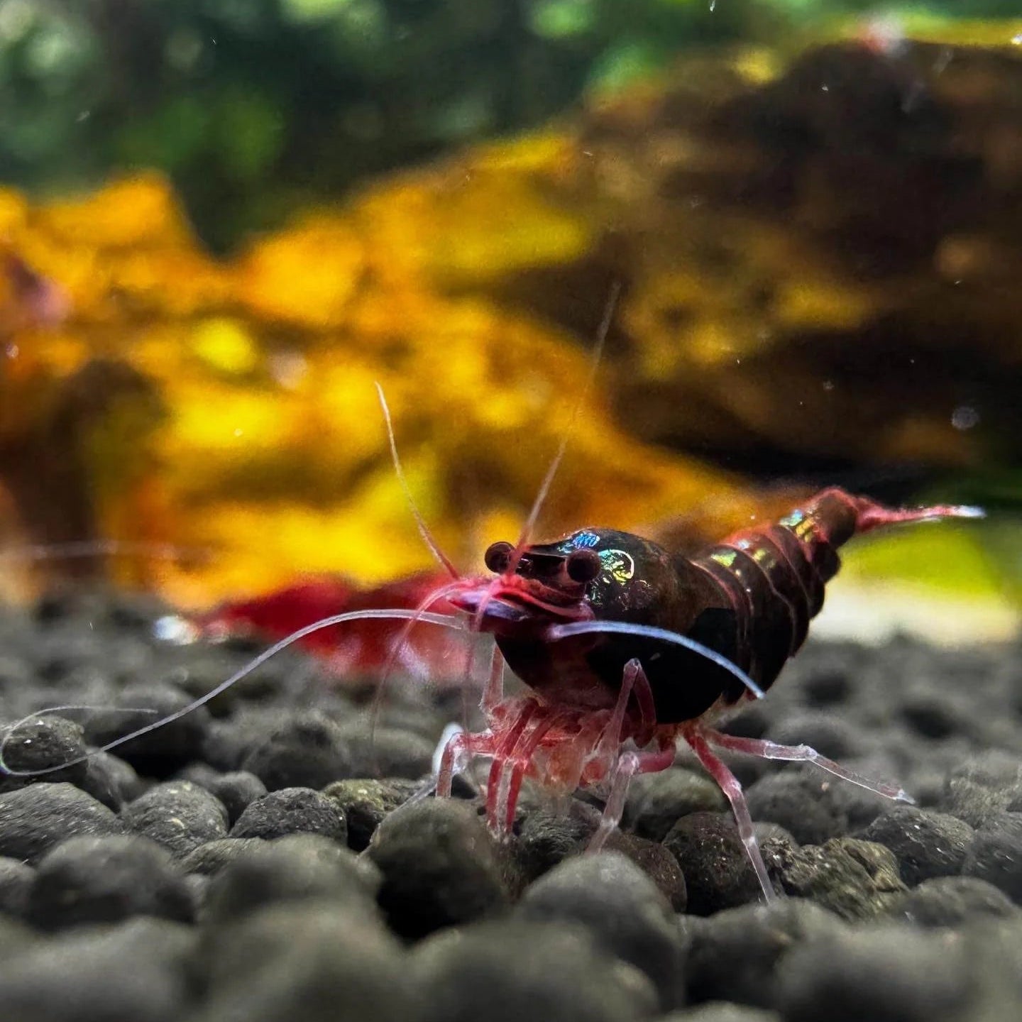 Extreme Red King Kong Shrimp