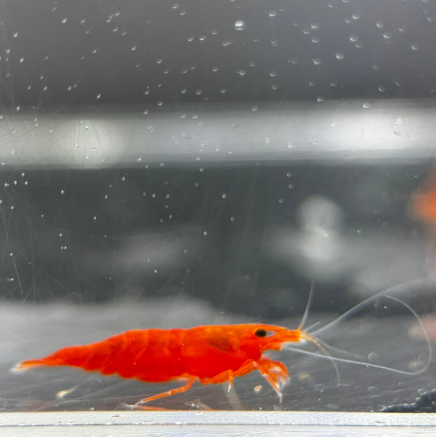 Blood Orange Neocaridina Shrimp: Vibrant Freshwater Aquarium Invertebrates