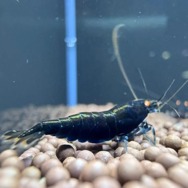 Orange Eye Royal Blue Tiger In Neo Paramaters side view