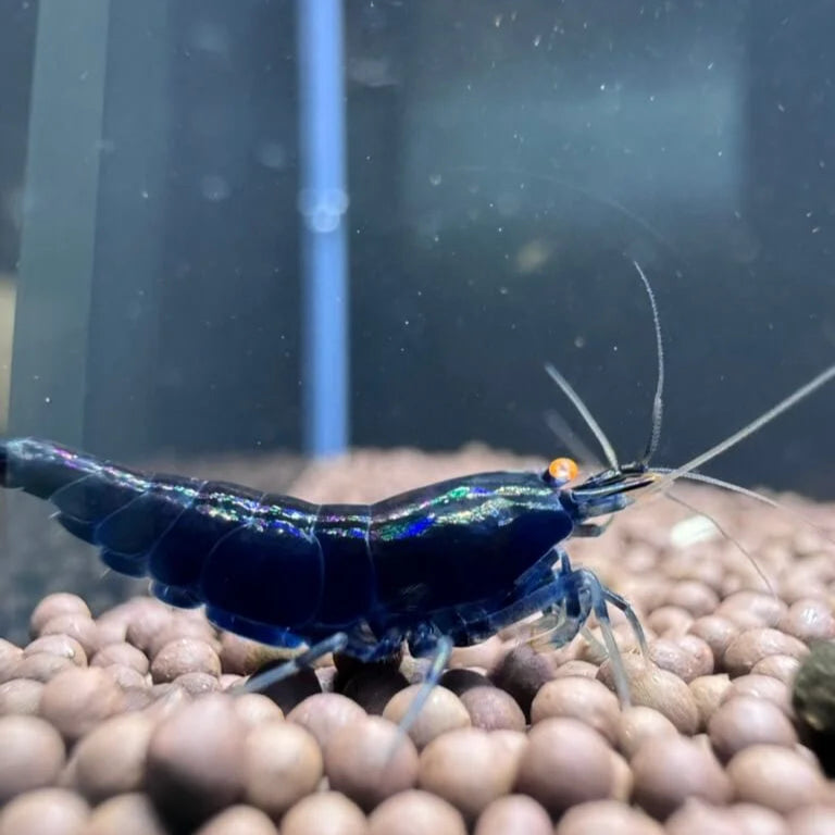 Orange Eye Royal Blue Tiger In Neocaridina Paramaters