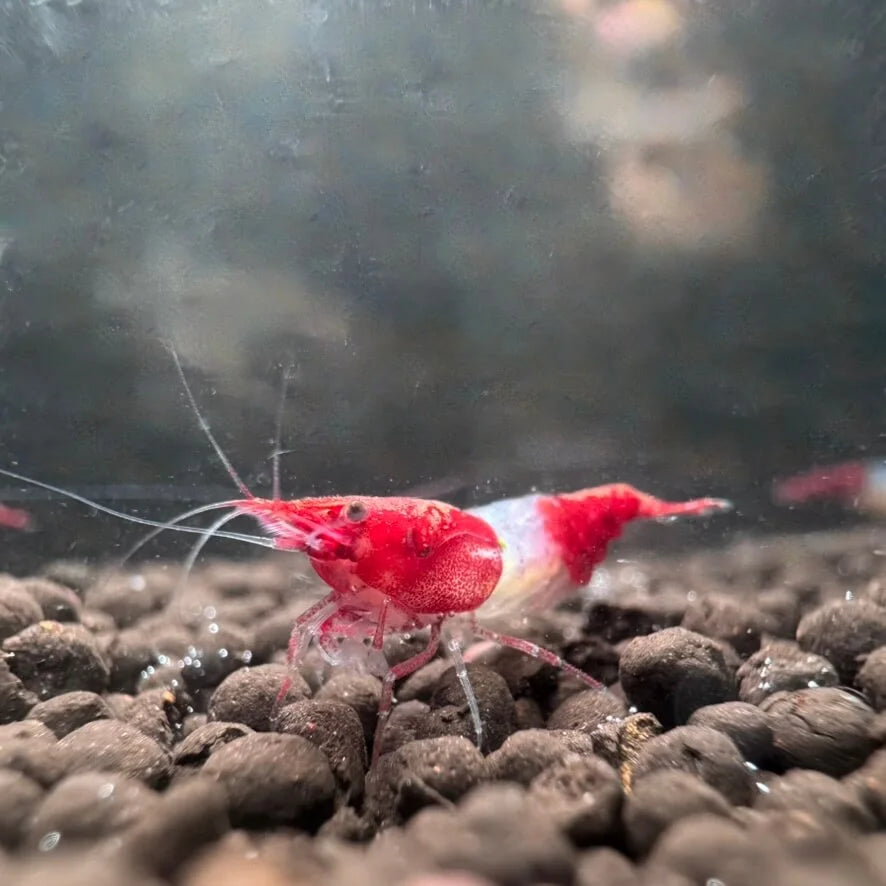 Close-up of Red Rili shrimp showing translucent midsection and deep red coloration on a dark substrate.