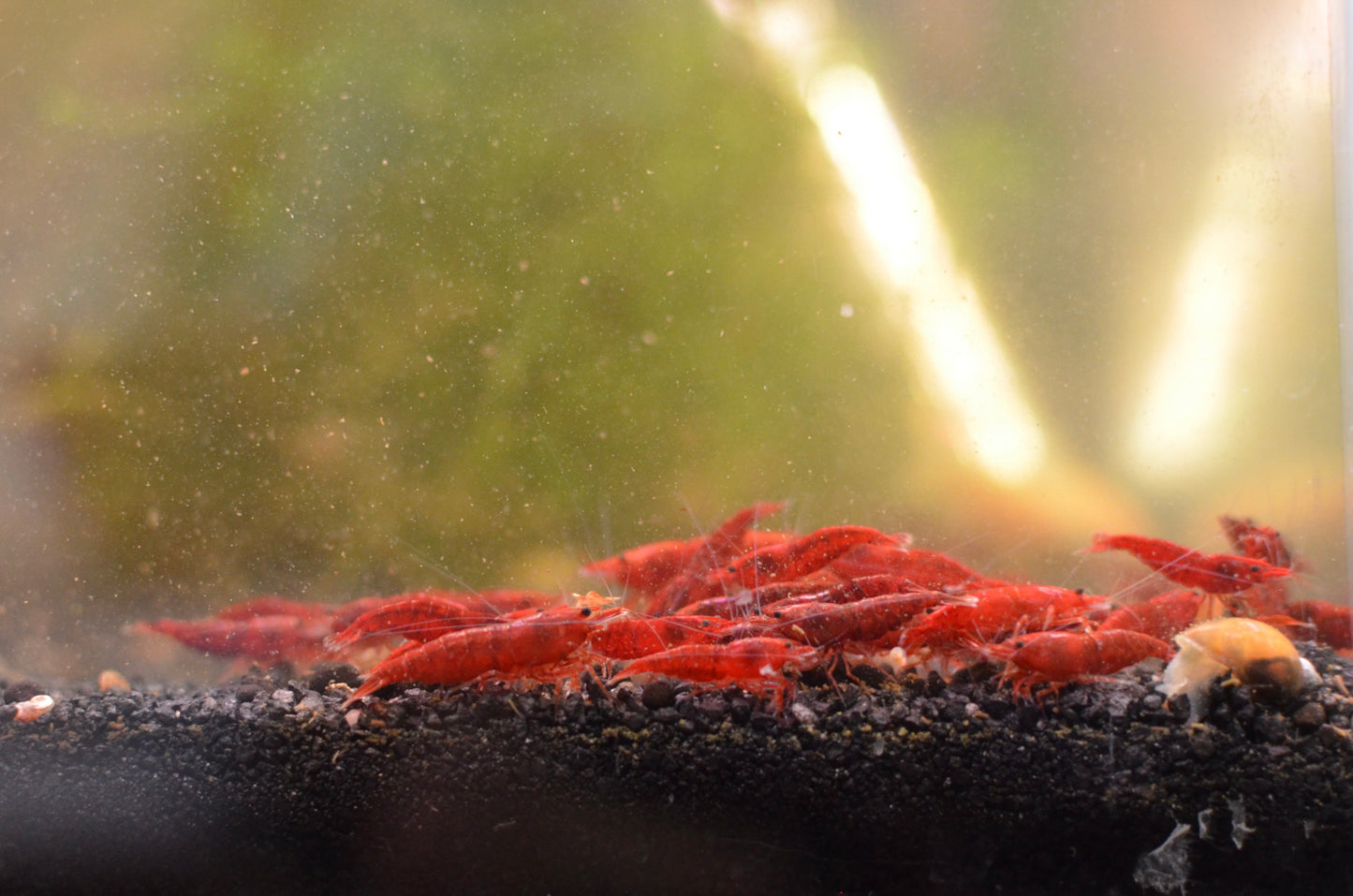 Bloody Mary Neocaridina Shrimp – Solid Red Flesh Freshwater Shrimp