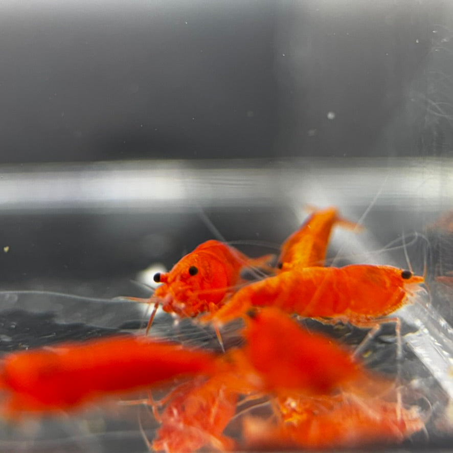 Blood Orange Neocaridina Shrimp: Vibrant Freshwater Aquarium Invertebrates