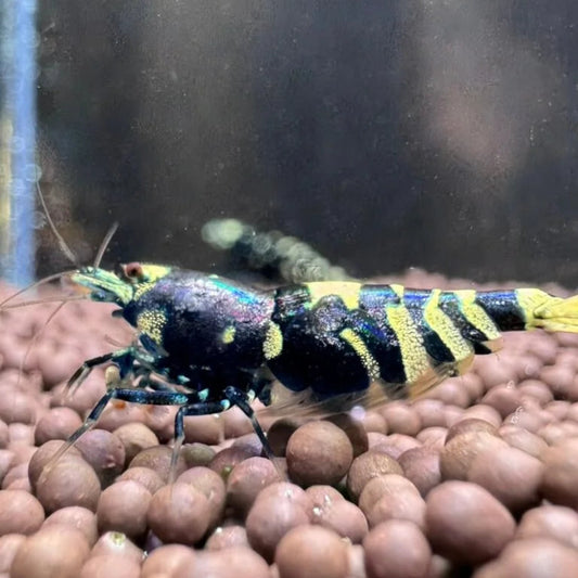 High-grade metallic purple Caridina shrimp with bold tiger pattern