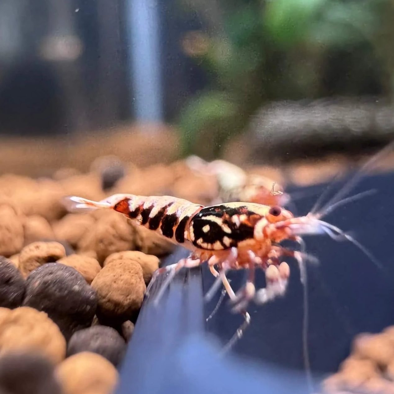 Close-up of Red Boa shrimp showing striking pinto patterns and full back cape