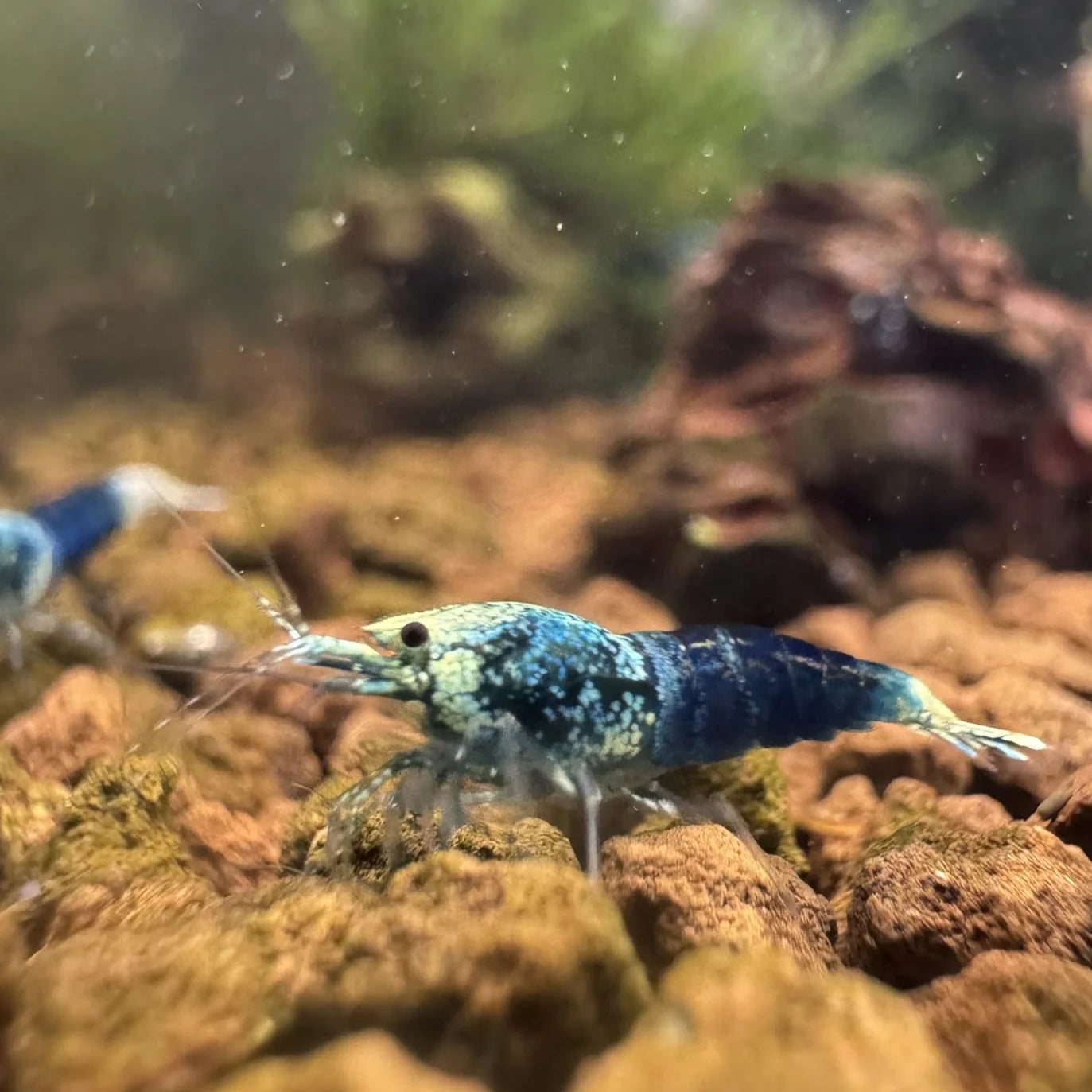 ovean blue freshwater shrimp