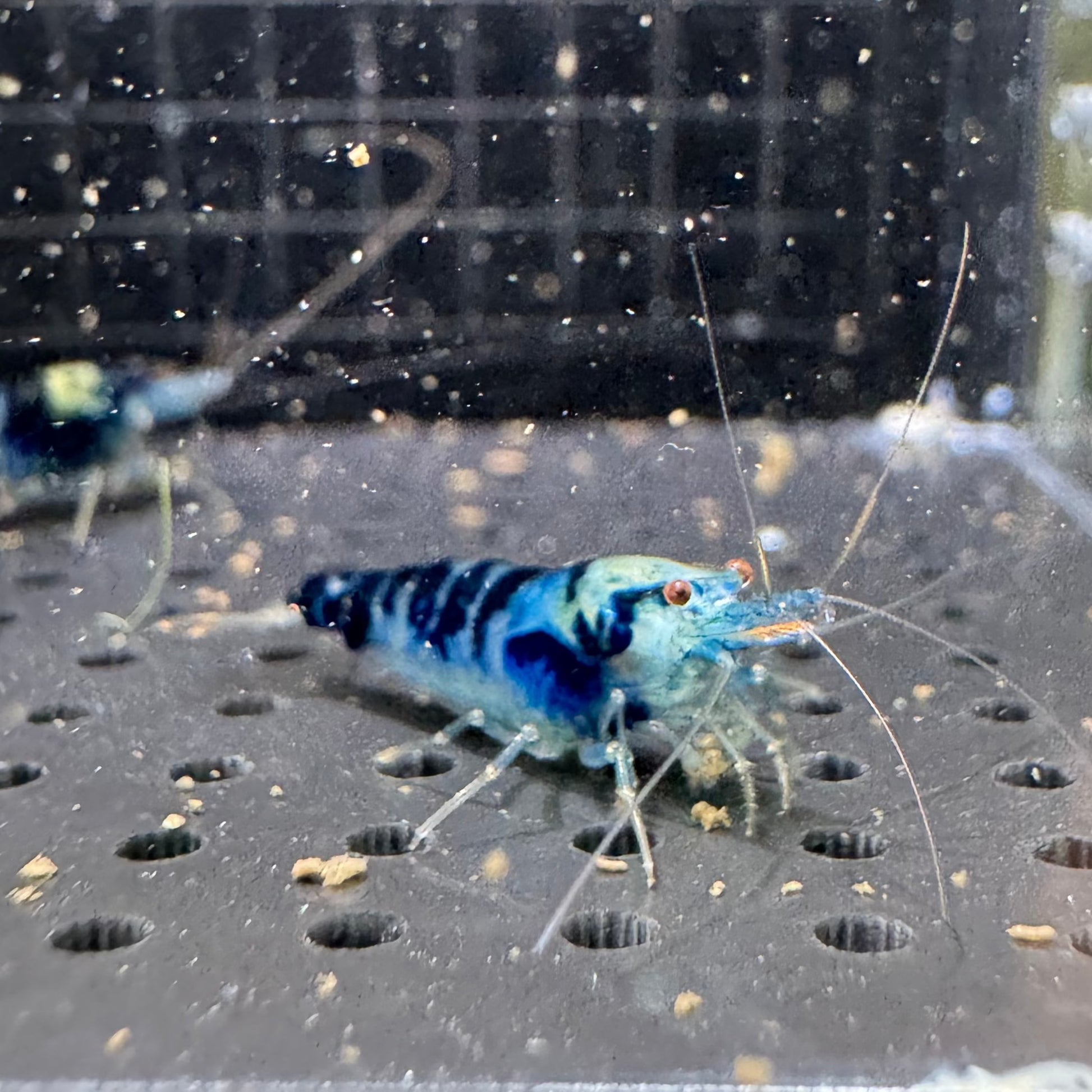 Blue dragonblood calceo close up