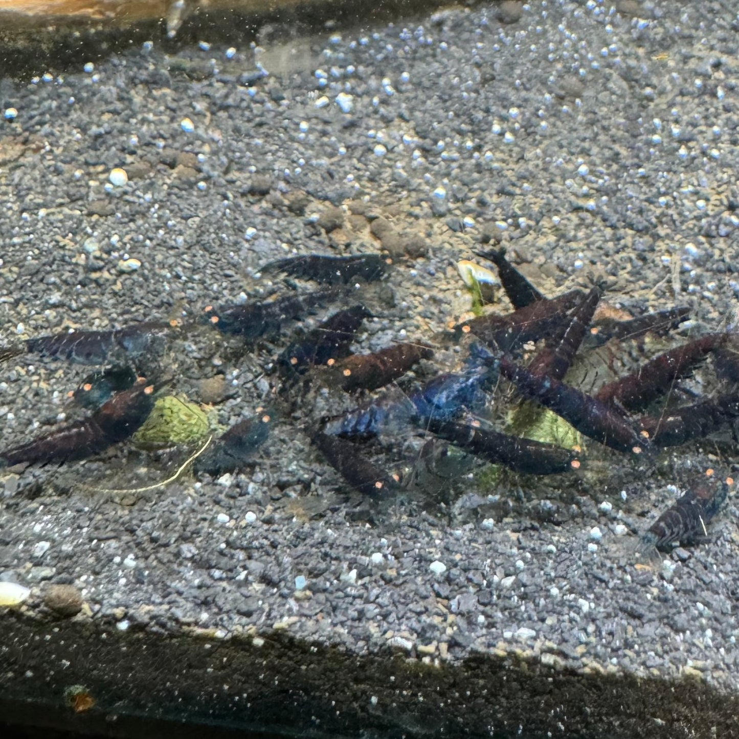 OEBT Shrimp caridina