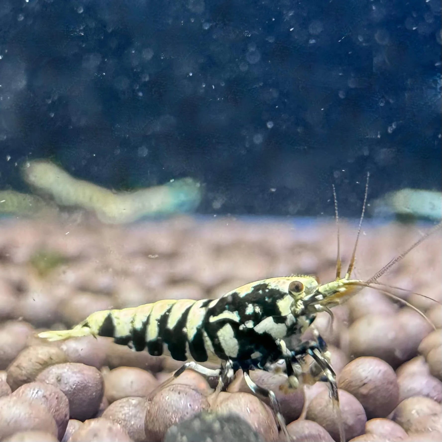 Black Galaxy Fishbone Caridina shrimp with deep black body and white galaxy pattern