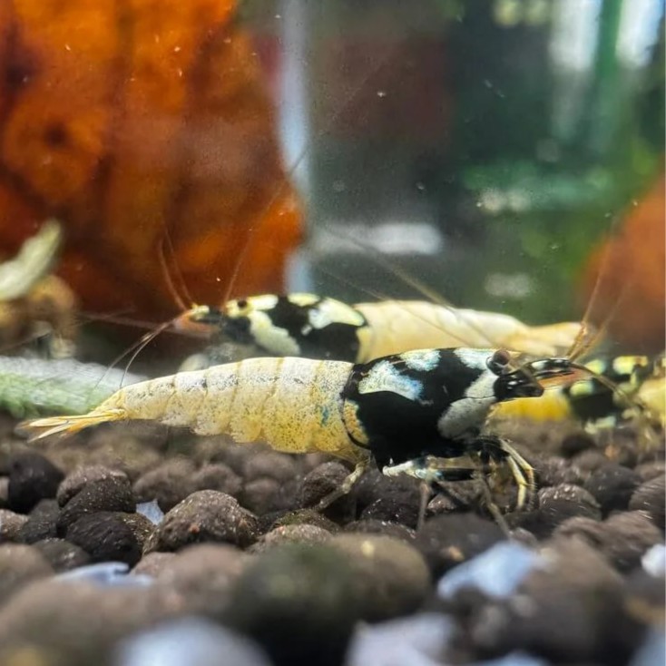 German spotted pinto shrimp profile picture