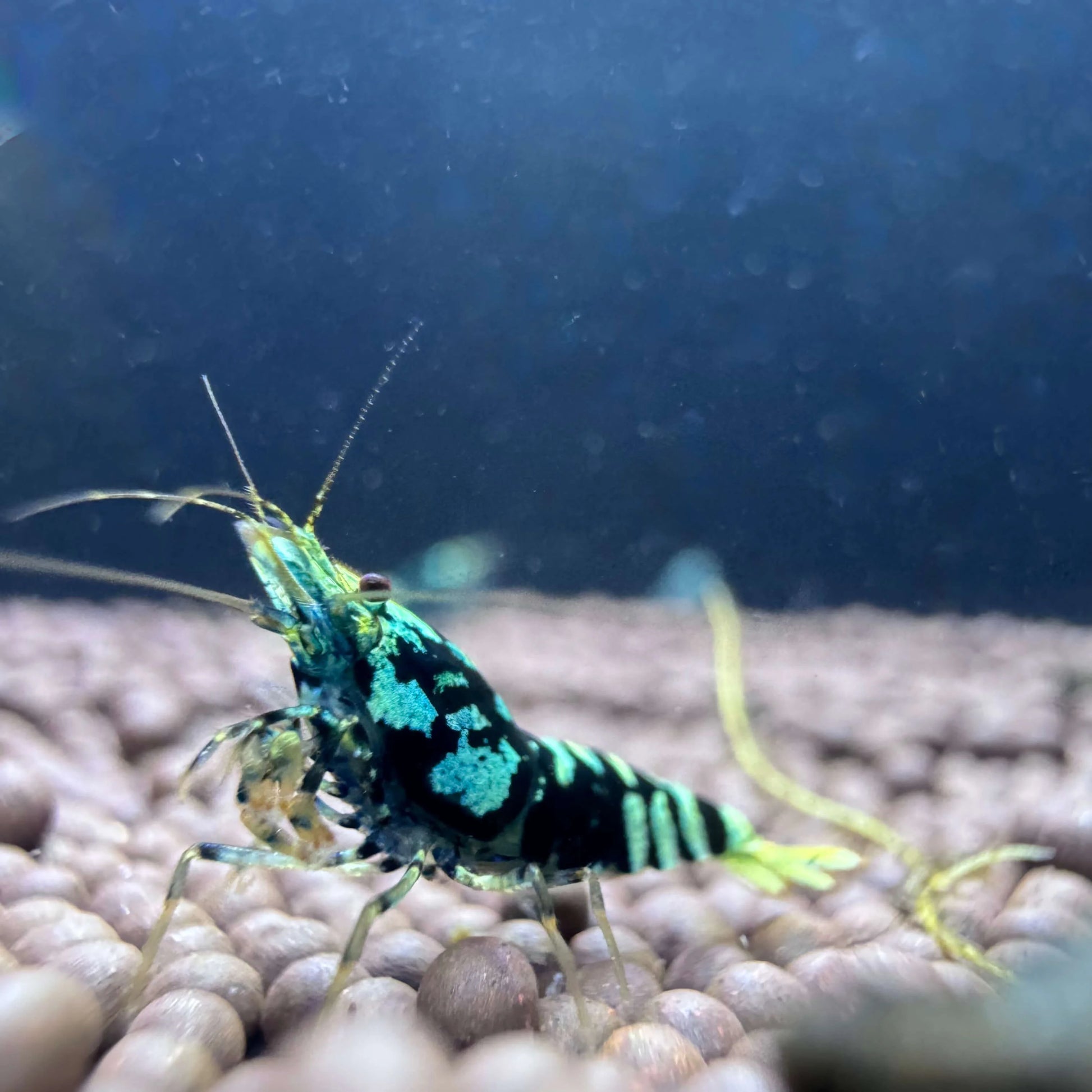 Advanced Nanacy Caridina shrimp showing cheek spots and deep metallic blue coloration