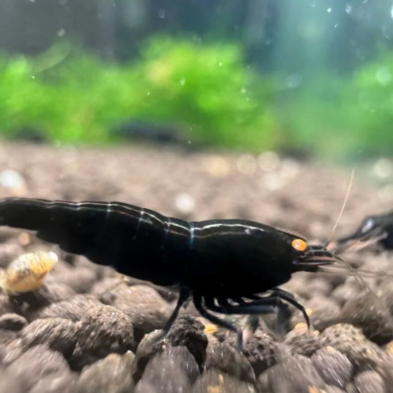 OE Black Devil profile