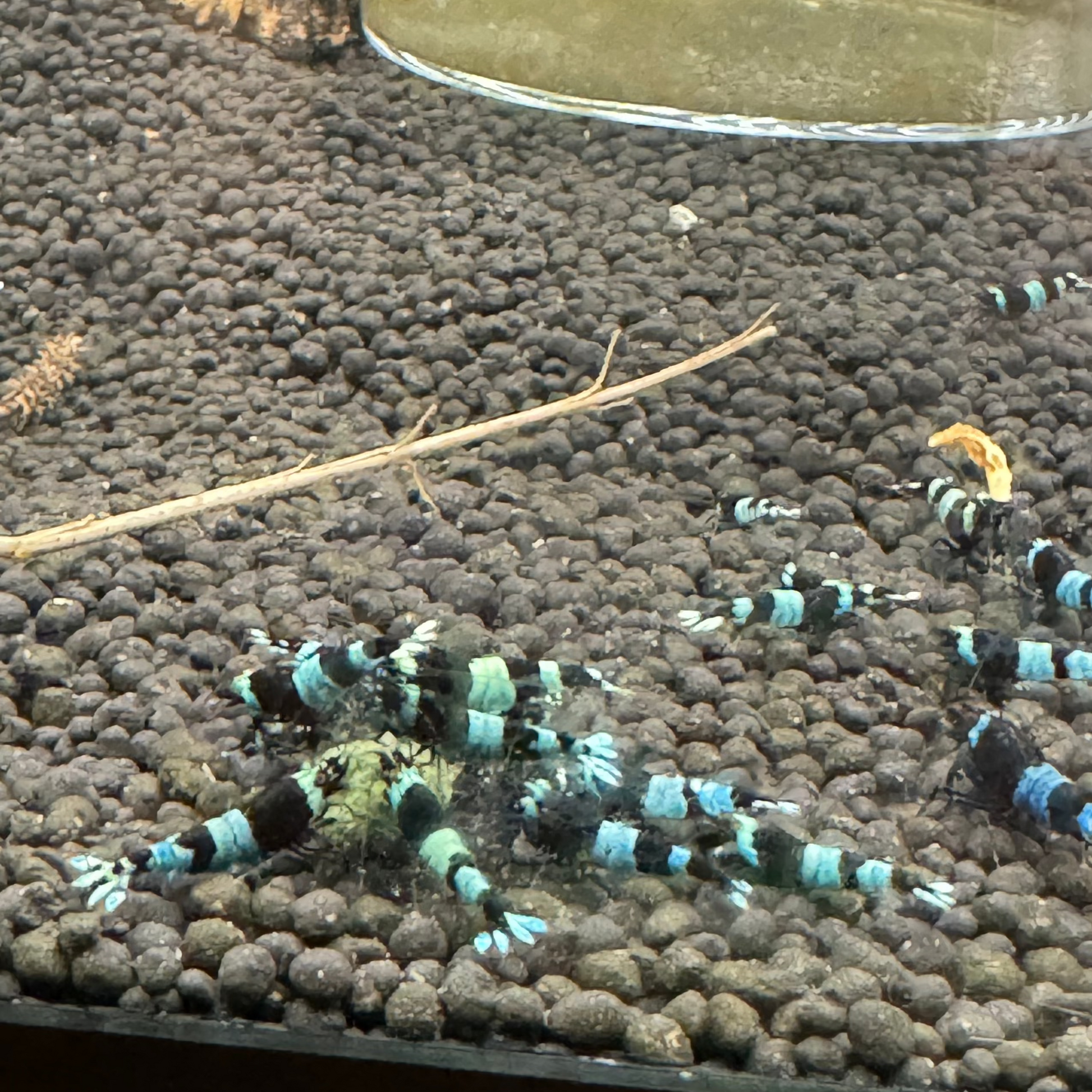 Group of shadow blue panda