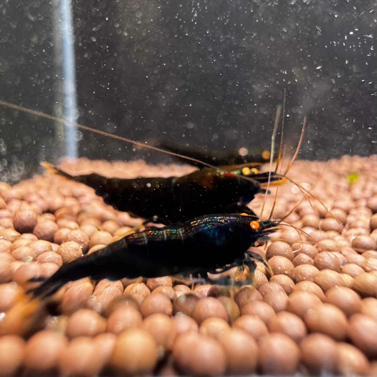 OE Black Devil pair