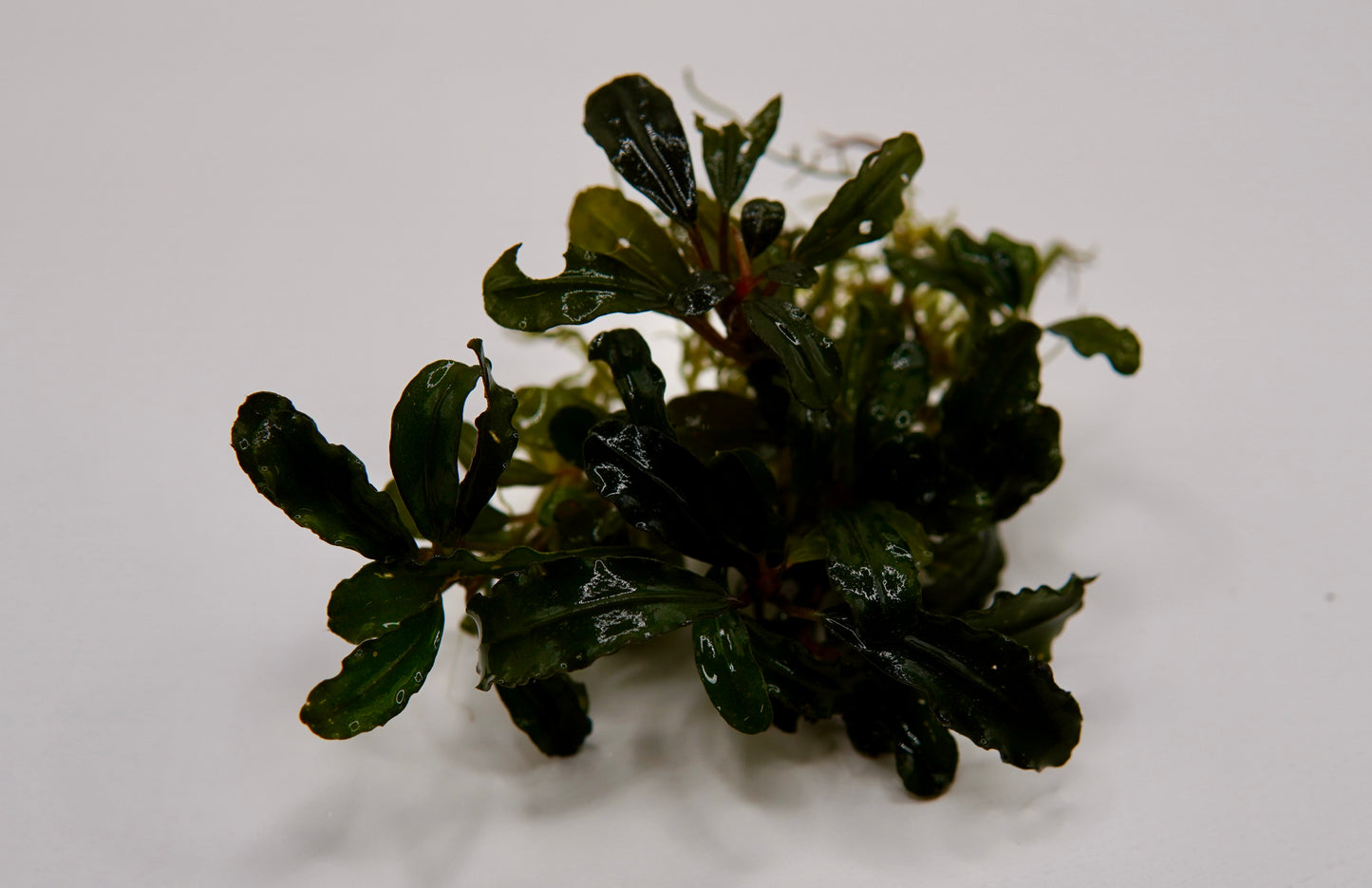 Bucephalandra sp. Centipede rhizome