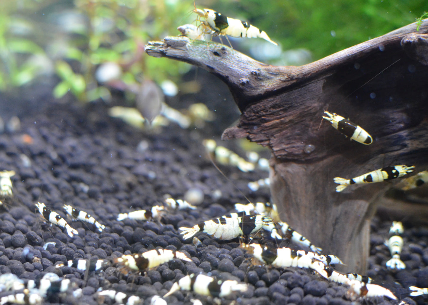 Crystal Black Caridina Shrimp PBL group