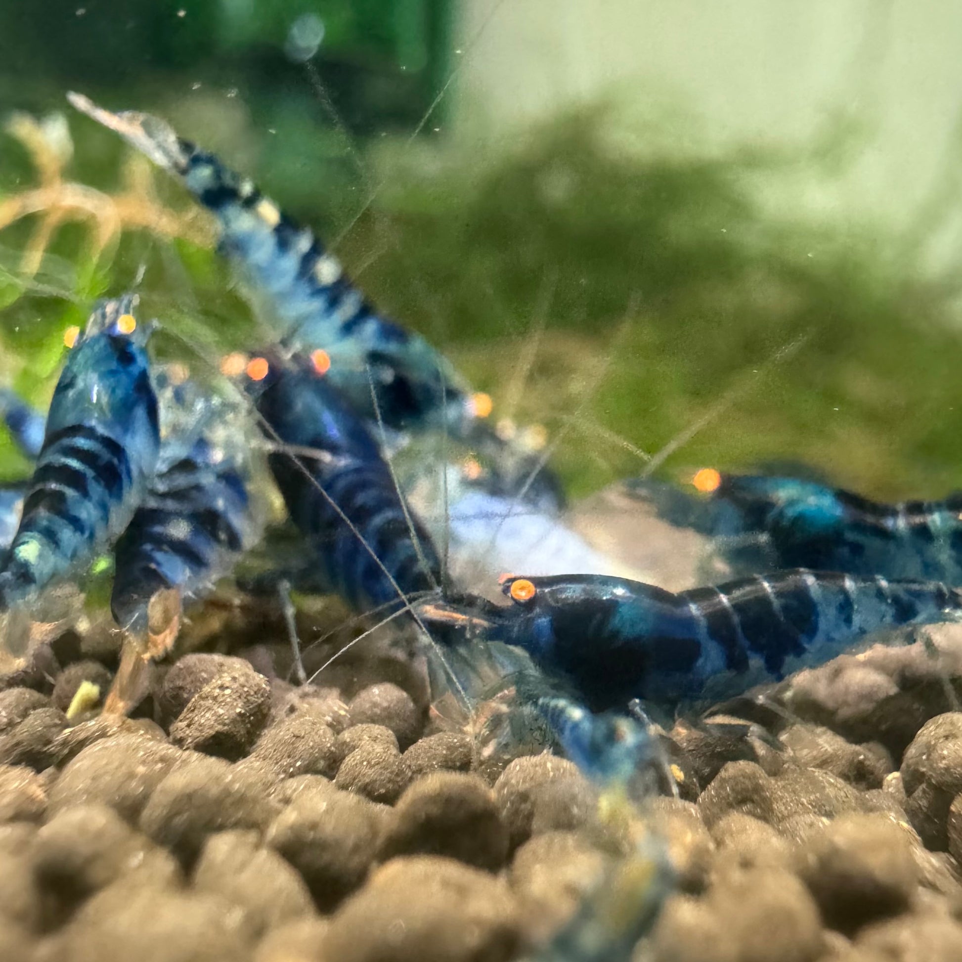 Group of Orange Eye Dragonblood Caridina Shrimp showing solid body color and unique eye trait in aquarium tank