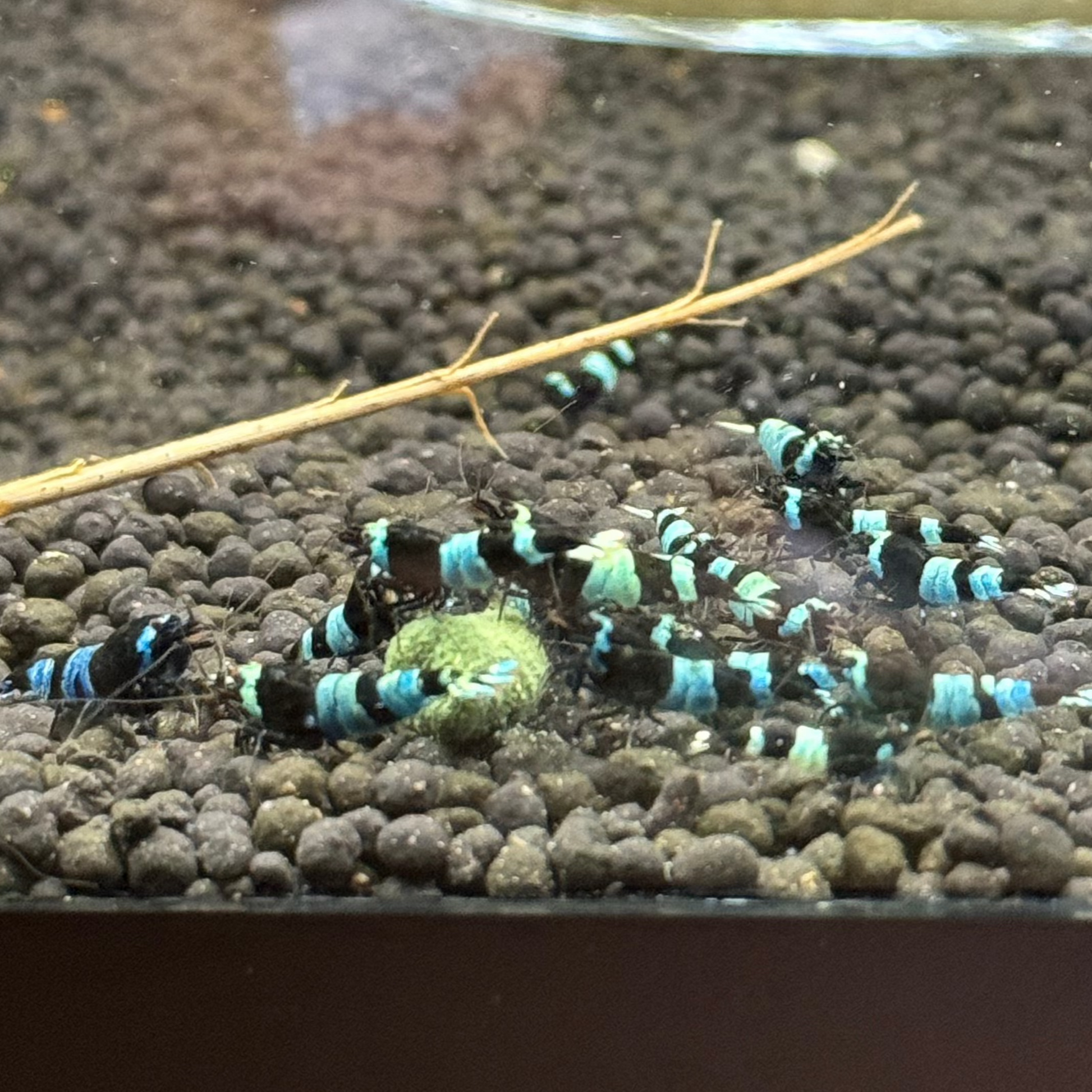 Shadow panda eating shrimp envy food