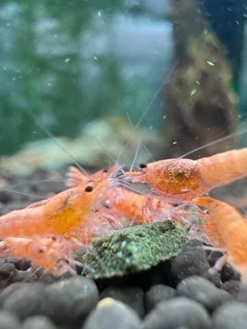 Peach Bolt Caridina Shrimp