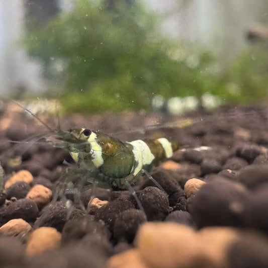 Green King Kong (Green Panda) Caridina shrimp showing its deep forest green coloration on aquarium substrate.