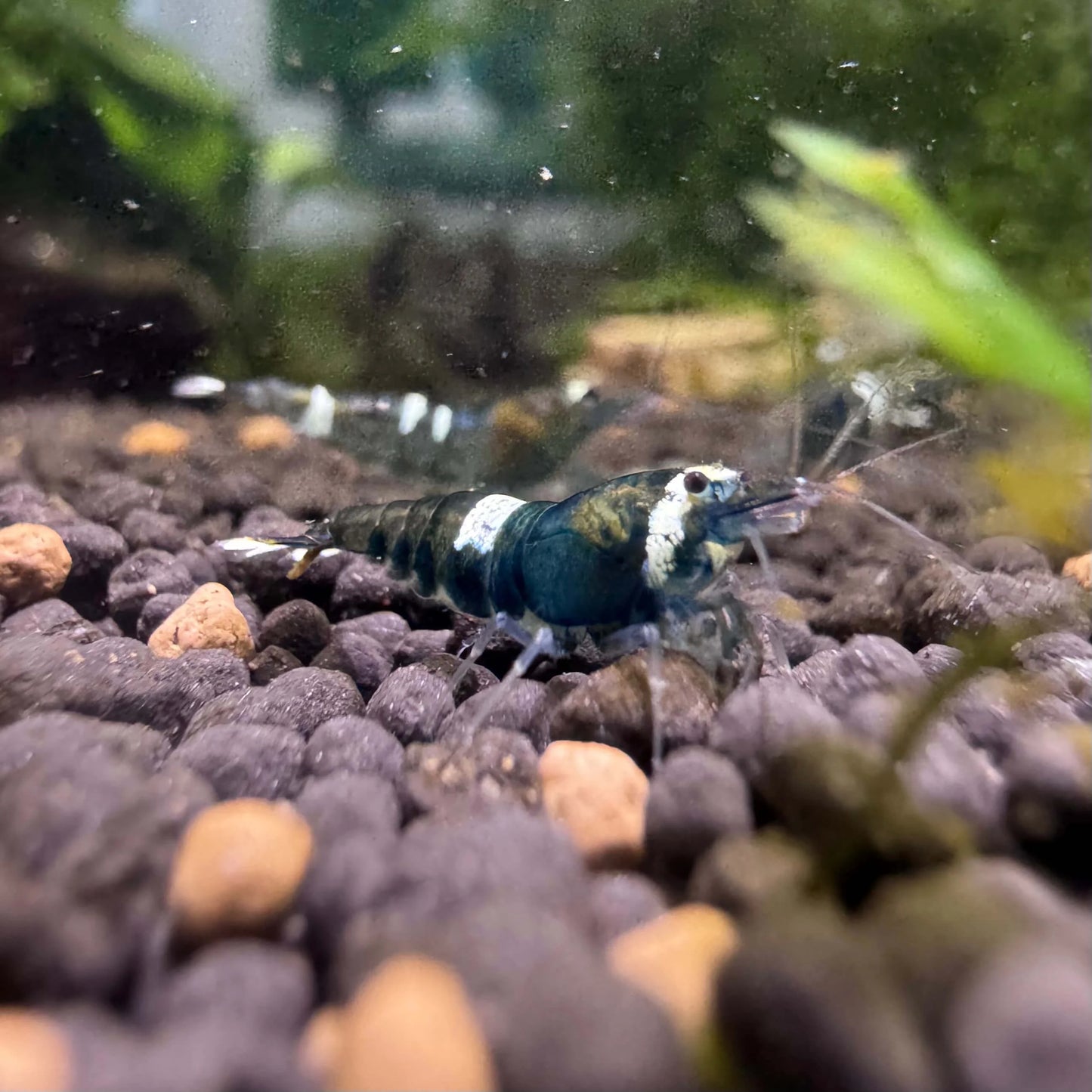 Close-up of a Green Panda shrimp with dark army-green shell and subtle translucent highlights