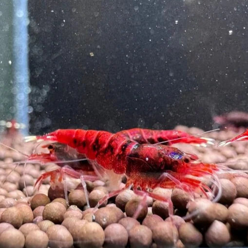 Extreme Red King Kong