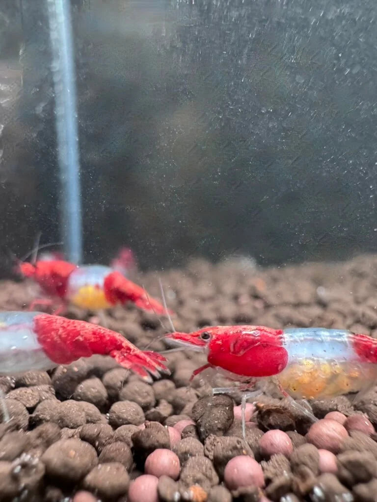 Female Red Rili shrimp displaying bright red color bands and carrying eggs beneath her tail.