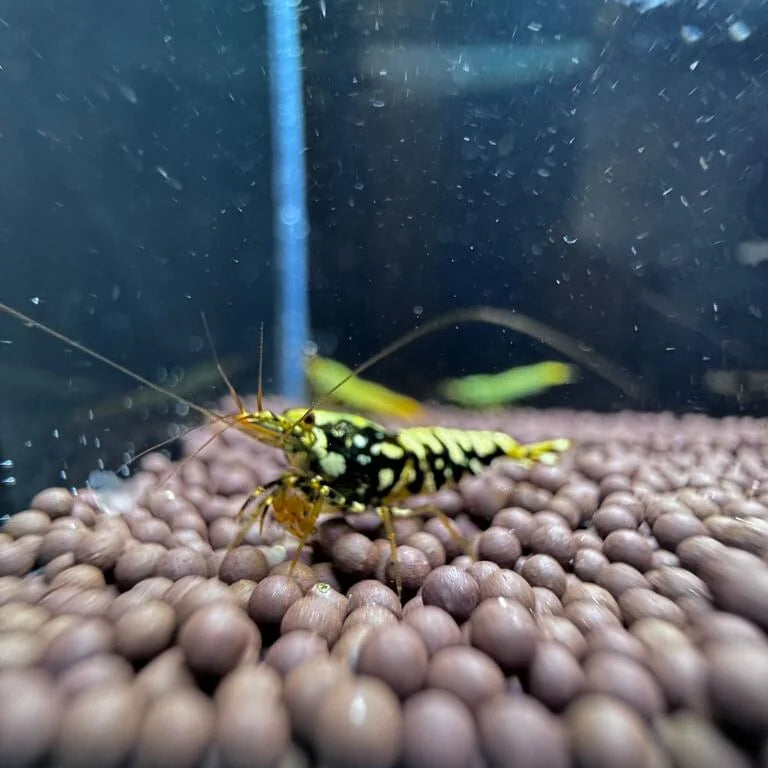Boa Caridina shrimp with bold cape pattern across backline in aquarium