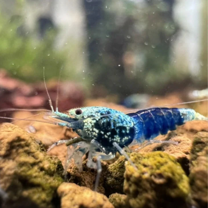 Ocean Blue caridina
