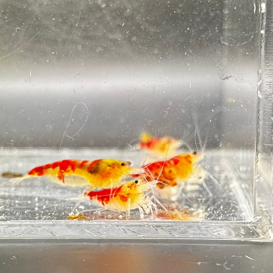 red calceo bee shrimp