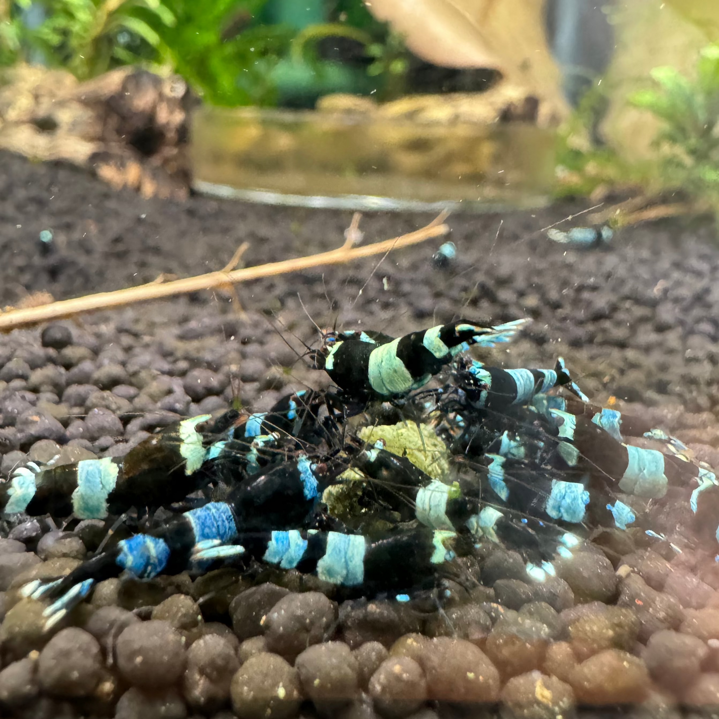 Blue Shadow Panda Caridina Shrimp