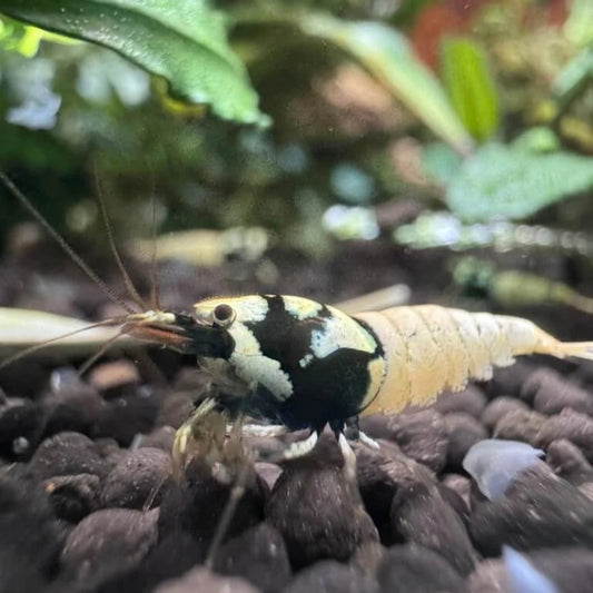 German spotted pinto caridina shrimp