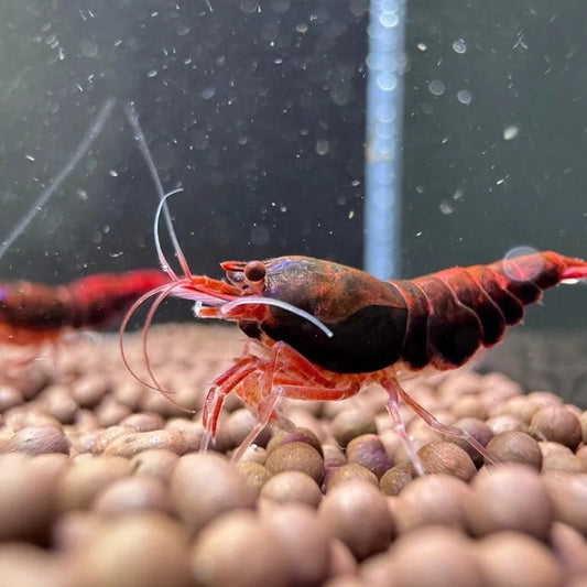 Extreme Red King Kong Shrimp Side profile