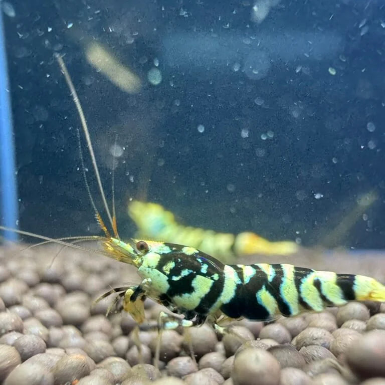 black fancy tiger caridina shrimp