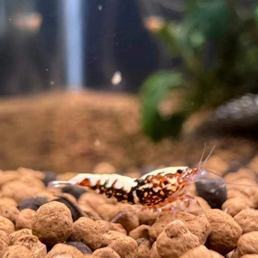 Red Boa Caridina shrimp with bold cape pattern and cheek spots in freshwater tank