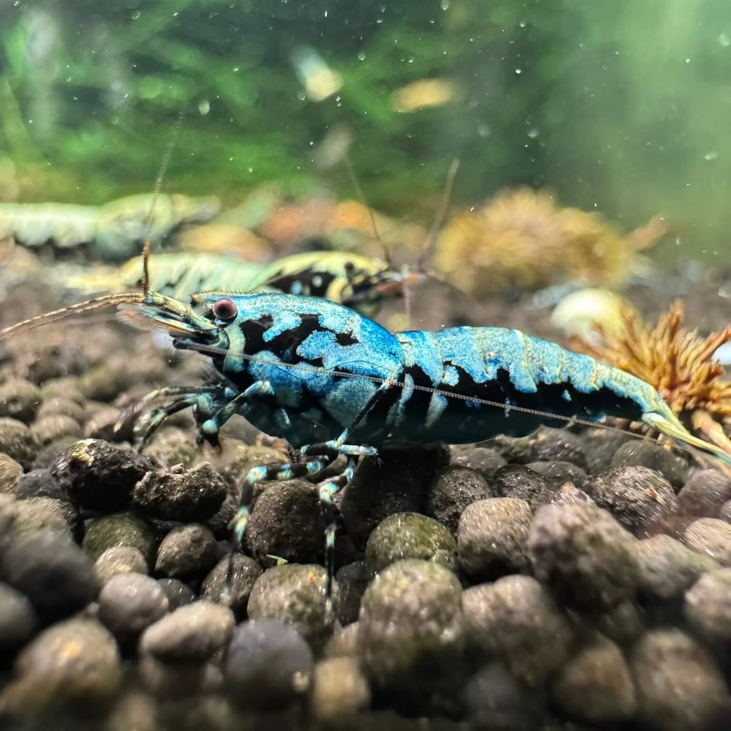 Boa shrimp displaying metallic blue shimmer in freshwater tank