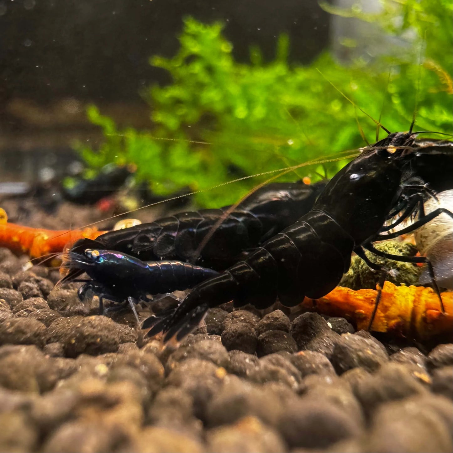 Group of OE Black Devil with oil slick