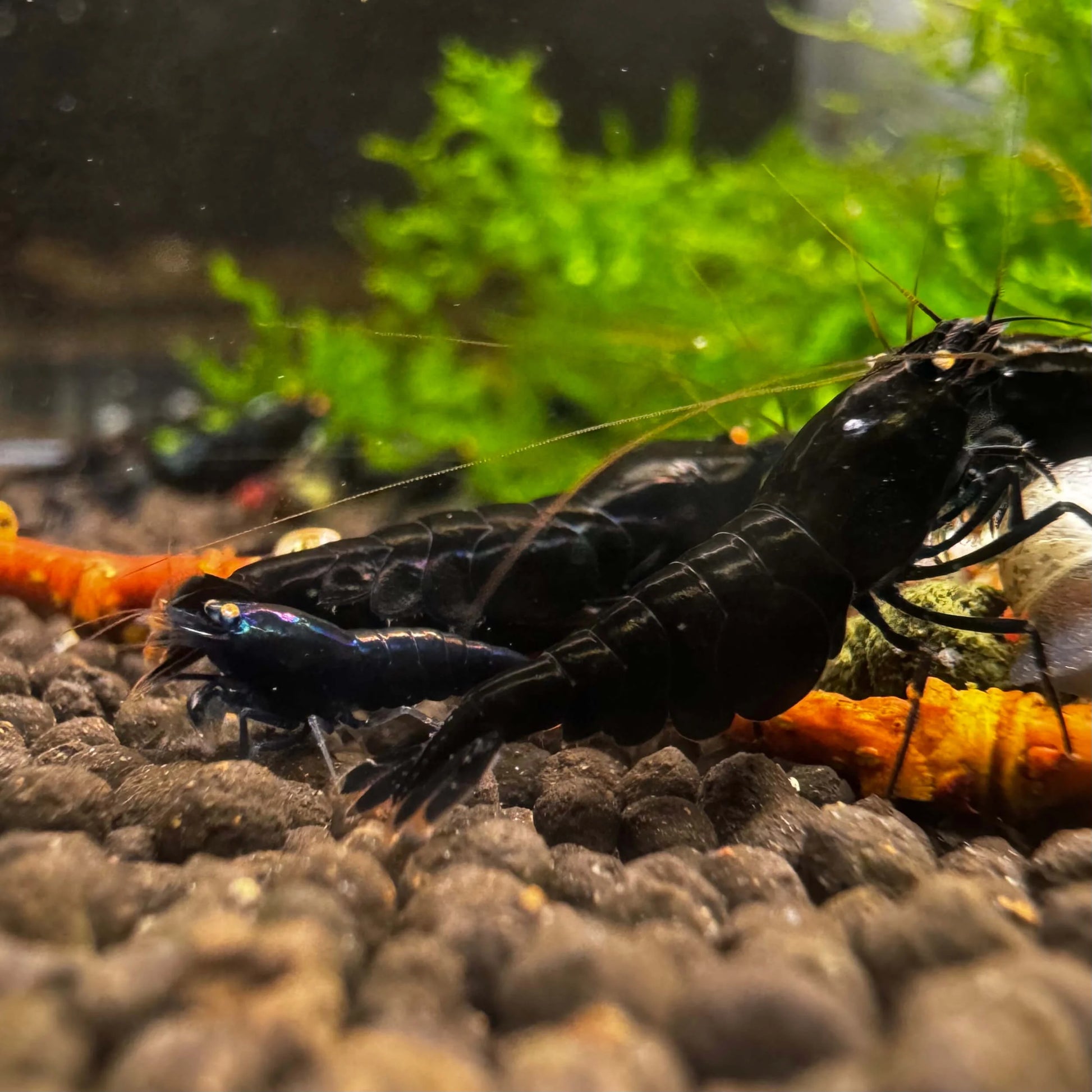 Group of OE Black Devil with oil slick