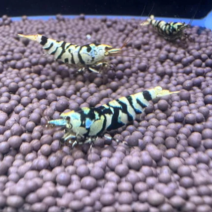 black fancy tiger trio