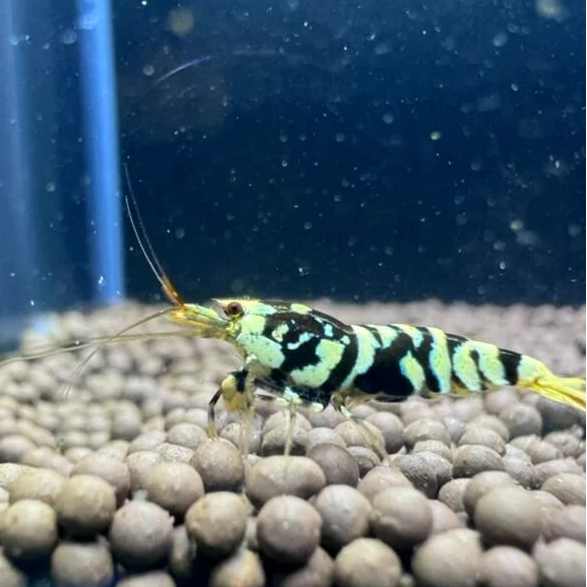 Black fancy tiger eating shrimp food